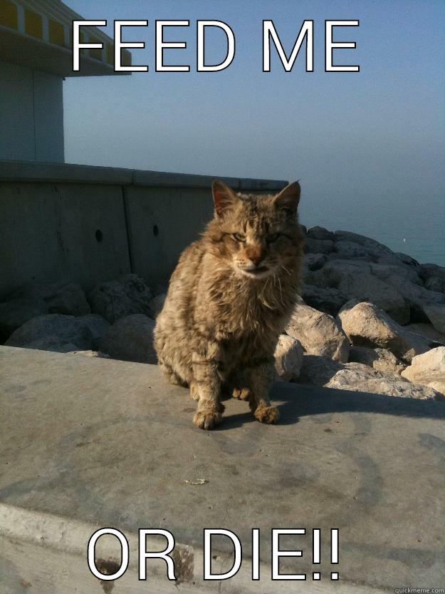 Hungry Cat - FEED ME OR DIE!! Bitter Cat