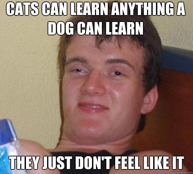 Cats can learn anything a dog can learn they just don't feel like it - Cats can learn anything a dog can learn they just don't feel like it  10 Guy