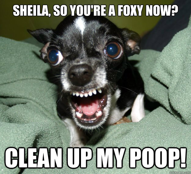 Sheila, so you're a foxy now? CLEAN UP MY poop!  Chihuahua Logic