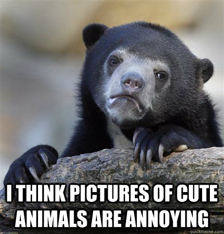  I think pictures of cute animals are annoying  Confession Bear