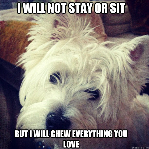 i will not stay or sit  but i will chew everything you love  - i will not stay or sit  but i will chew everything you love   asshole westie