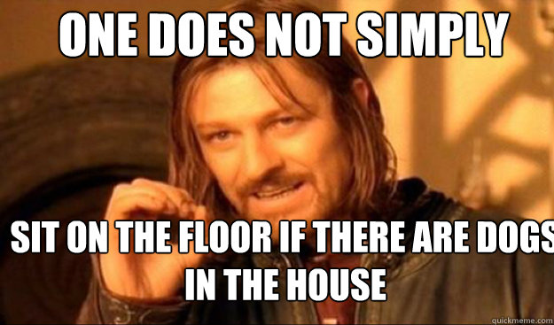 One does not simply Sit on the floor if there are dogs in the house  