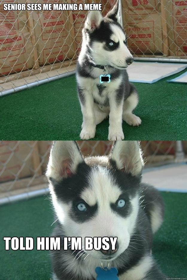 Senior sees me making a meme told him I'm busy  Insanity puppy
