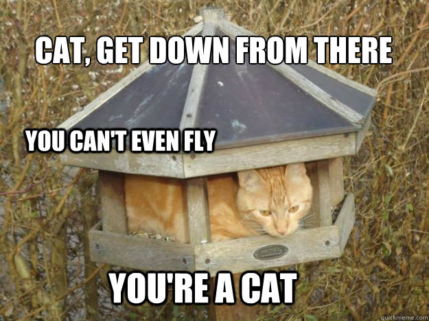 CAT, GET DOWN FROM THERE you can't even fly You're a cat - CAT, GET DOWN FROM THERE you can't even fly You're a cat  Misc