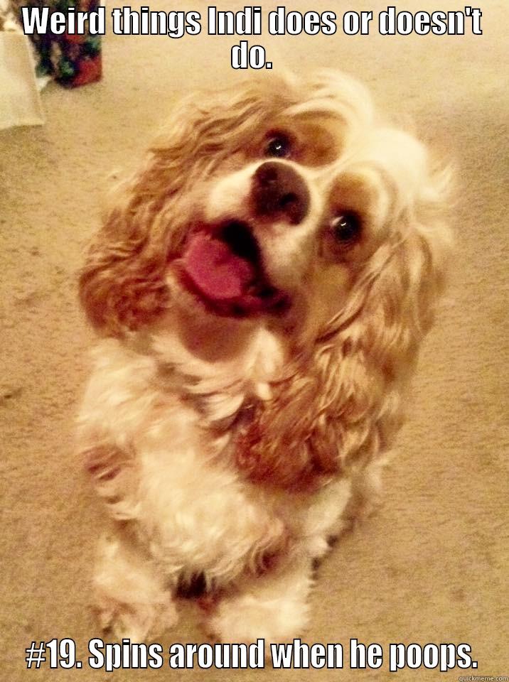 WEIRD THINGS INDI DOES OR DOESN'T DO. #19. SPINS AROUND WHEN HE POOPS. Misc