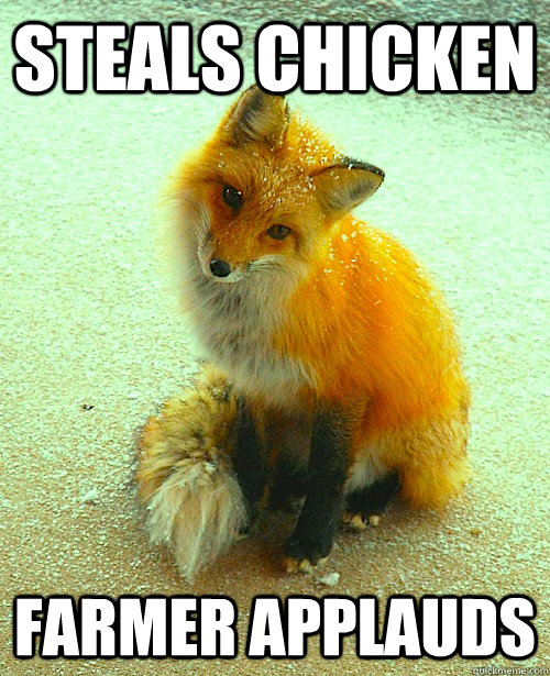 Steals chicken Farmer applauds - Steals chicken Farmer applauds  Ridiculously Photogenic Fox
