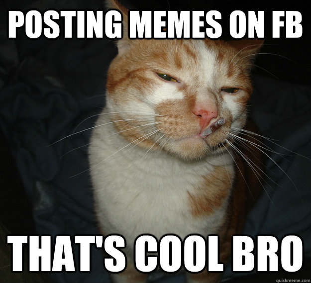 Posting memes on FB That's cool bro  Cool Cat Craig