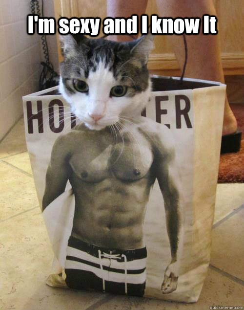 I'm sexy and I know It - I'm sexy and I know It  sex appeal cat