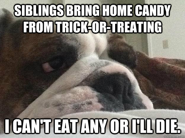 siblings bring home candy from trick-or-treating i can't eat any or i'll die.  First World Dog problems