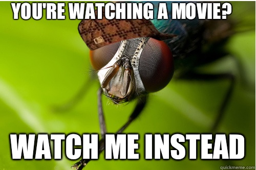You're watching a movie? Watch me instead  Scumbag Fly