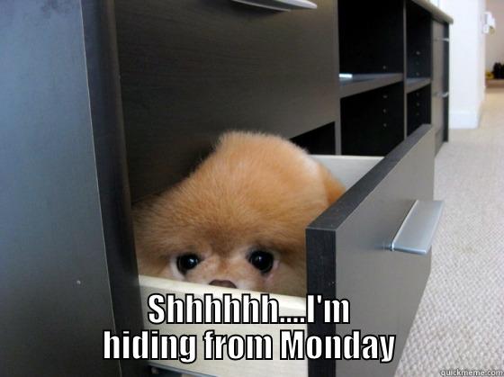 dog monday -  SHHHHHH....I'M HIDING FROM MONDAY Misc