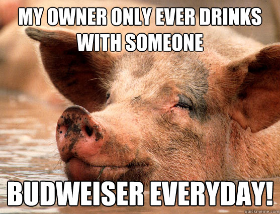 my owner only ever drinks with someone budweiser everyday!  Stoner Pig