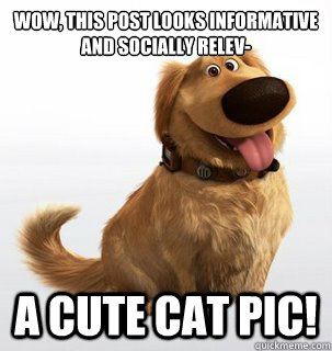 Wow, this post looks informative and socially relev- a cute cat pic!  