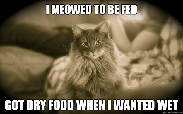 I meowed to be fed   got dry food when I wanted wet - I meowed to be fed   got dry food when I wanted wet  First World Issues