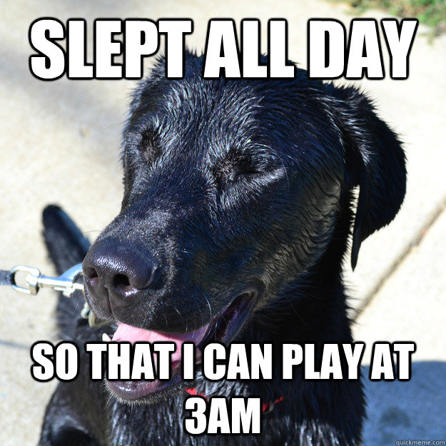 slept all day so that I can play at 3am - slept all day so that I can play at 3am  Laughing Dog