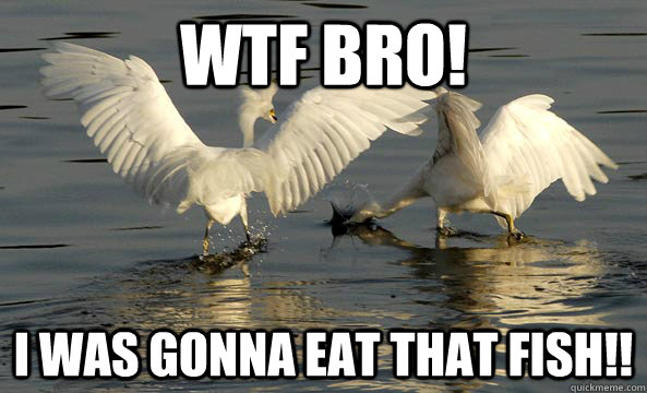 WTF BRO! I was gonna eat that fish!! - WTF BRO! I was gonna eat that fish!!  Bro Birds