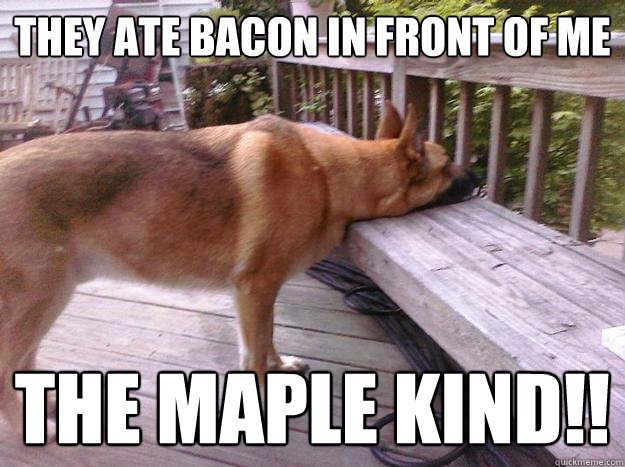 They ate bacon in front of me the maple kind!!  First World Dog problems