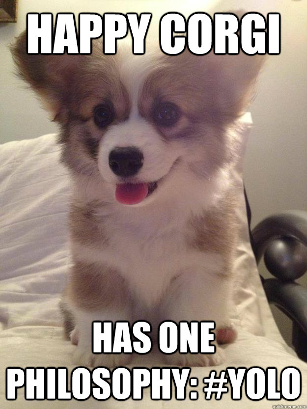 Happy Corgi has one philosophy: #YOLO  Happy Corgi