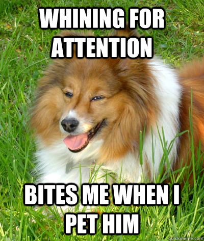 Whining for attention bites me when I pet him - Whining for attention bites me when I pet him  Misc