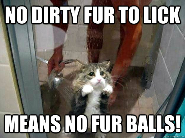 No dirty fur to lick Means no fur balls!  Shower kitty