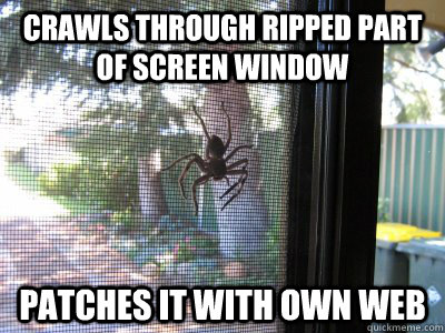 crawls through ripped part of screen window patches it with own web - crawls through ripped part of screen window patches it with own web  Misc