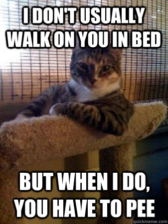I don't usually walk on you in bed but when I do, you have to pee  The Most Interesting Cat in the World