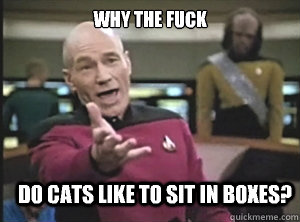 why the fuck do cats like to sit in boxes?  Annoyed Picard