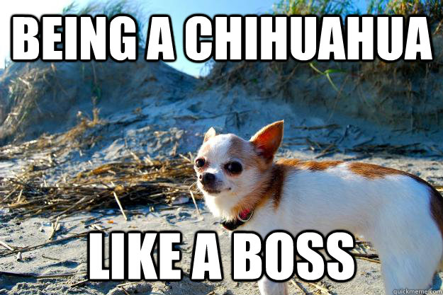 being a chihuahua like a boss  