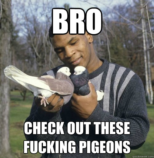 Bro Check out these fucking pigeons  