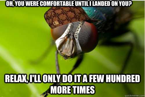 oh, you were comfortable until i landed on you? relax, i'll only do it a few hundred more times  Scumbag Fly