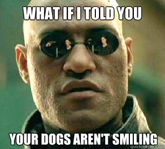 What if I told you your dogs aren't smiling  What if I told you