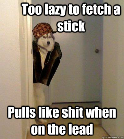 Too lazy to fetch a      stick Pulls like shit when on the lead  Scumbag dog