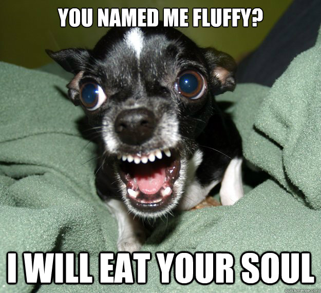 you NAMED ME FLUFFY? I WILL EAT YOUR SOUL  Chihuahua Logic