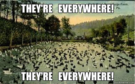 they're   everywhere! they're   everywhere! - they're   everywhere! they're   everywhere!  ducks everywhere