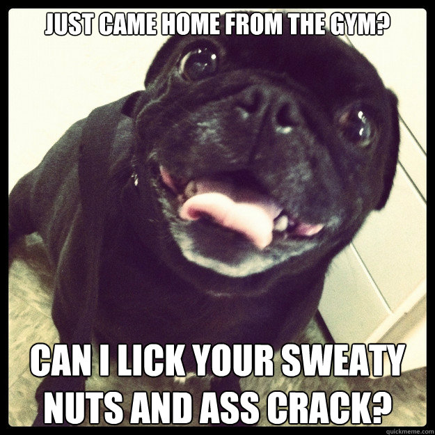 Just came home from the gym? Can I lick your sweaty nuts AND ASS CRACK? - Just came home from the gym? Can I lick your sweaty nuts AND ASS CRACK?  Overly Attached Pug