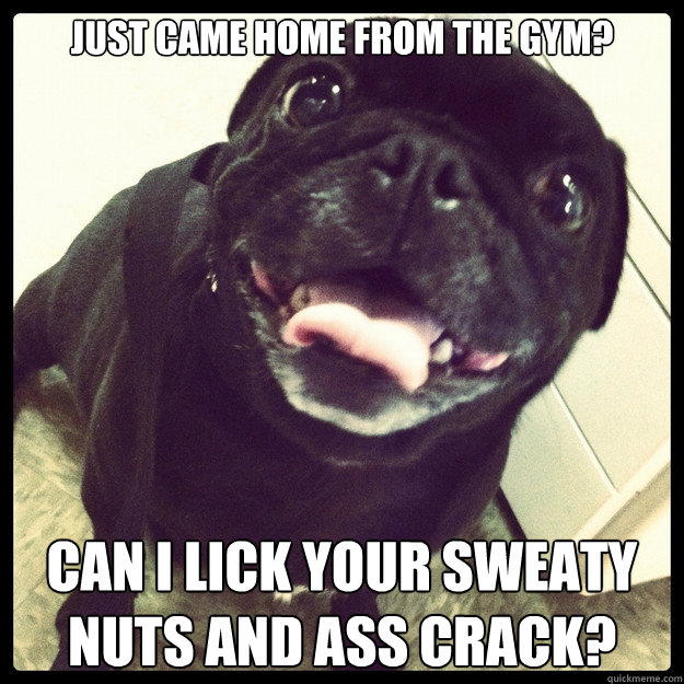 Just came home from the gym? Can I lick your sweaty nuts AND ASS CRACK?  Overly Attached Pug