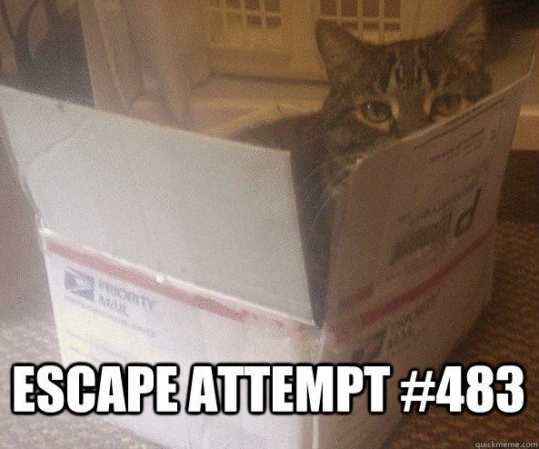 Escape Attempt #483 - Escape Attempt #483  Priority Mail Cat