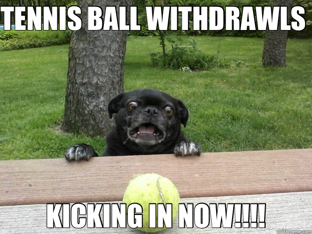TENNIS BALL WITHDRAWLS  KICKING IN NOW!!!!  Berks Dog