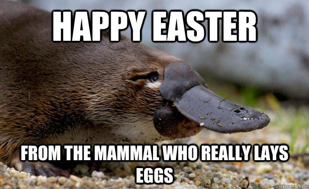 Happy easter From the mammal who really lays eggs - Happy easter From the mammal who really lays eggs  Misc