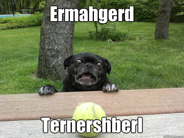 Ermahgerd Ternershberl  Berks Dog