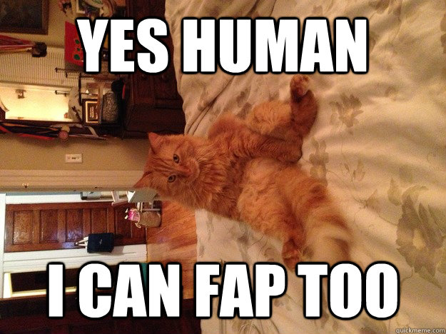 Yes Human I can fap too - Yes Human I can fap too  The newest evolution for cats