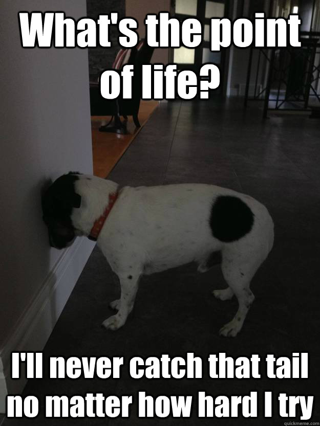 What's the point of life? I'll never catch that tail no matter how hard I try  