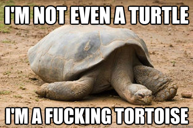I'm not even a turtle i'm a fucking tortoise    Depression Turtle