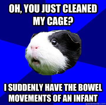 oh, you just cleaned my cage? I suddenly have the bowel movements of an infant - oh, you just cleaned my cage? I suddenly have the bowel movements of an infant  Jumpy Guinea Pig