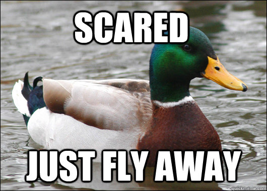 Scared just fly away  Actual Advice Mallard