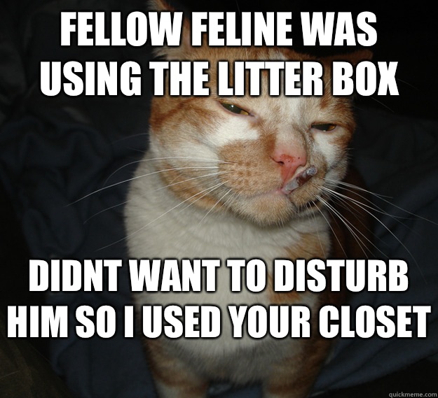 Fellow feline was using the litter box Didnt want to disturb him So i used your closet  - Fellow feline was using the litter box Didnt want to disturb him So i used your closet   Cool Cat Craig