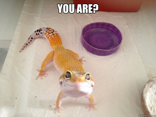 You are? food source...  Ridiculously Photogenic Gecko