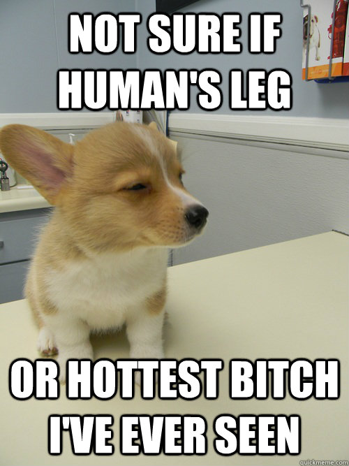 not sure if human's leg or hottest bitch i've ever seen  Not Sure Dog