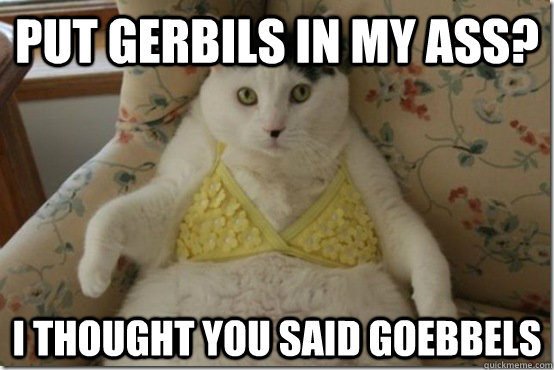 put gerbils in my ass? I thought you said goebbels  - put gerbils in my ass? I thought you said goebbels   Kinky Hitler Cat