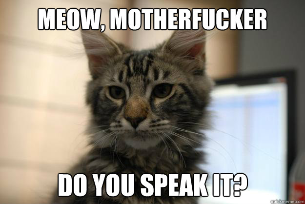 Meow, Motherfucker Do you speak it? - Meow, Motherfucker Do you speak it?  Holmstercat